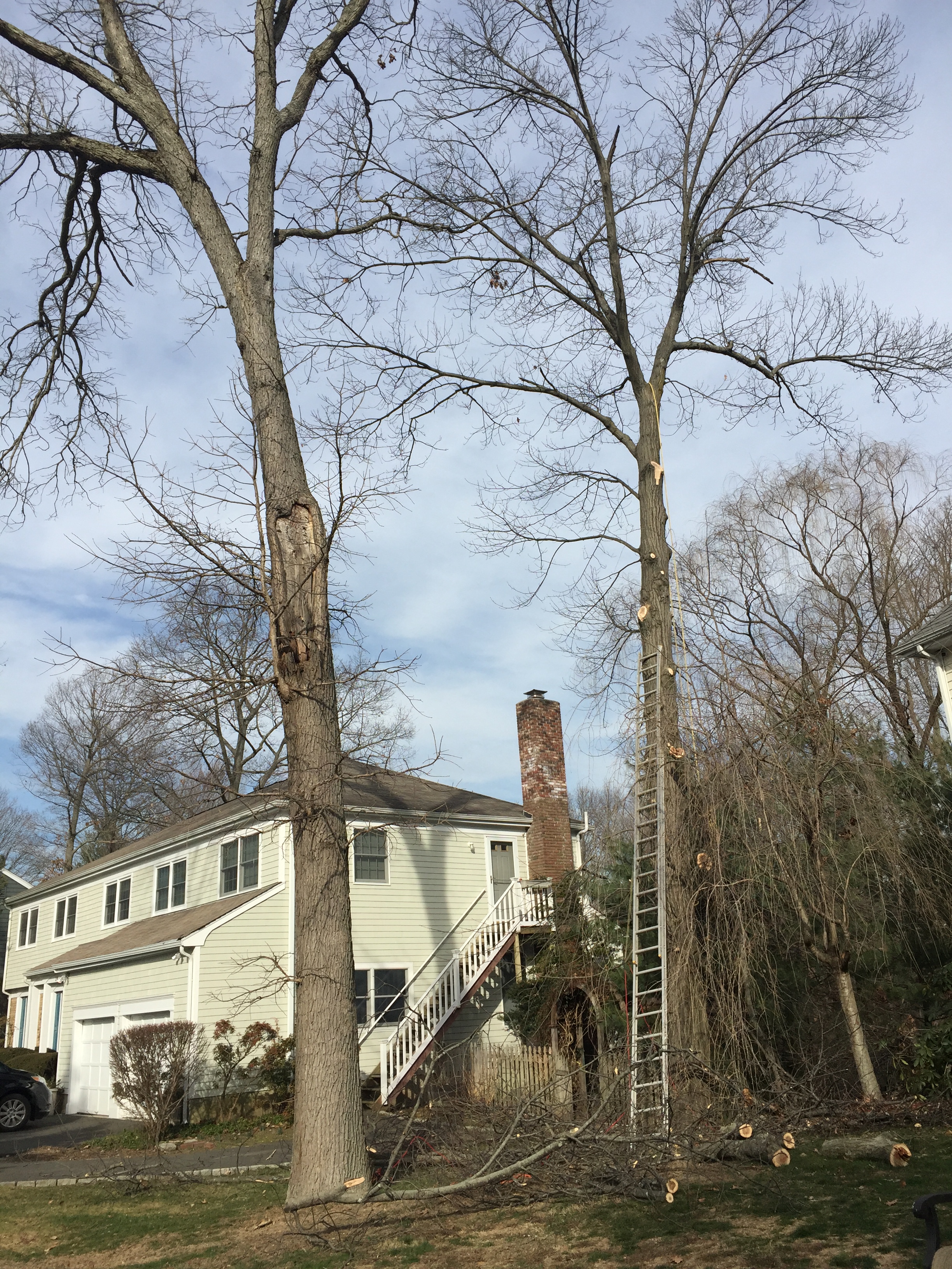 Tree Removal  - Fairfield -Darien